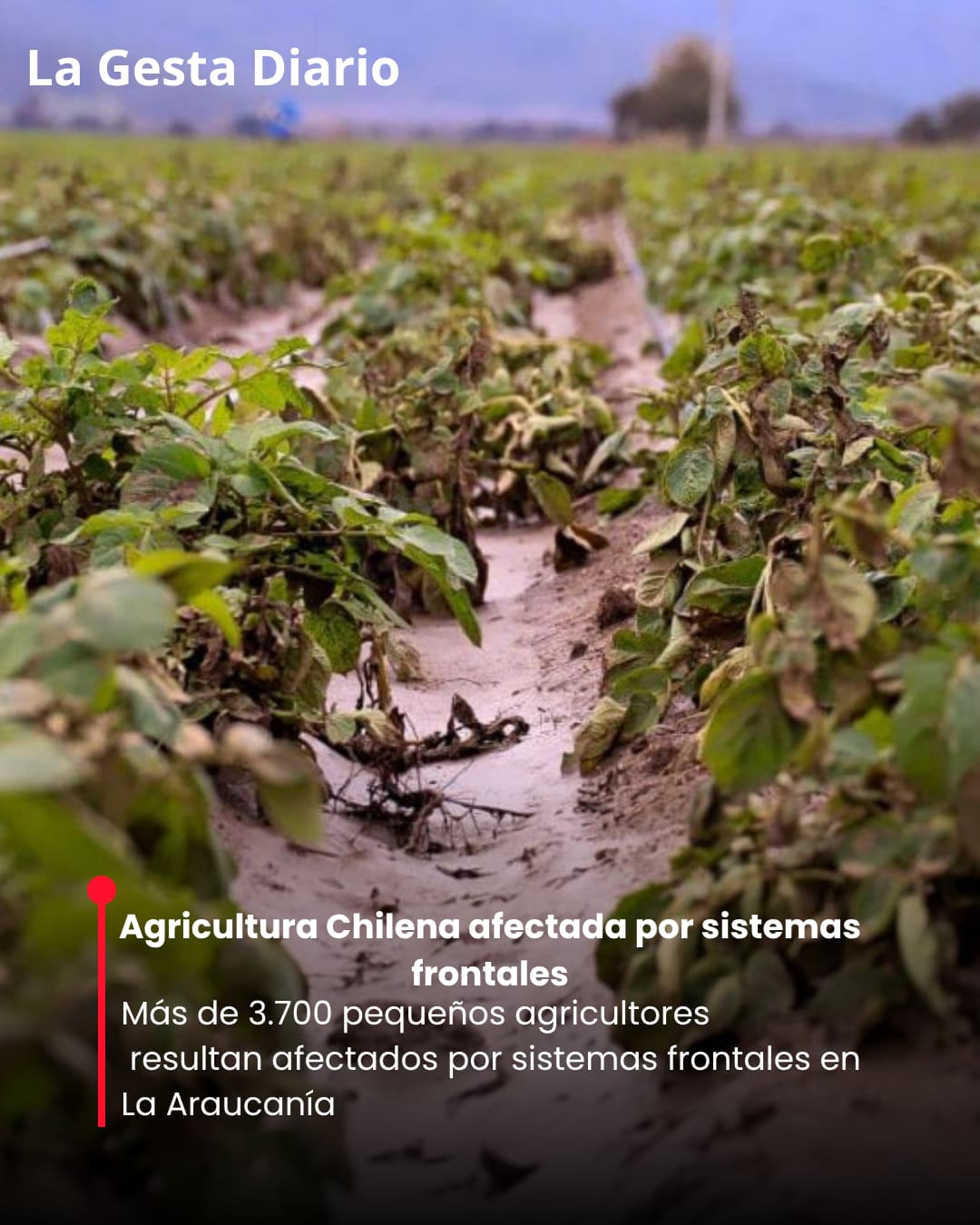 Más de 3.700 pequeños agricultores resultan afectados por sistemas frontales en La Araucanía