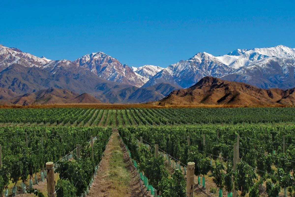 Los viñedos de Mendoza, al pie de la Cordillera de los Andes, son el corazón de la producción vitivinícola argentina.