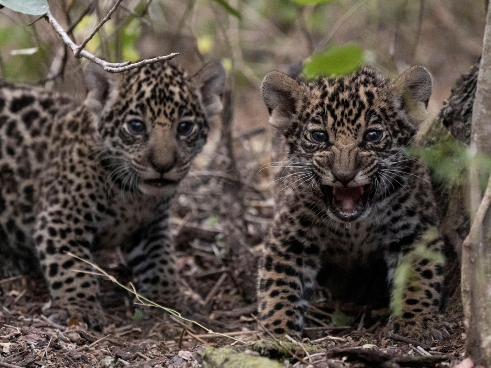 Foto: National Geographic, Argentina