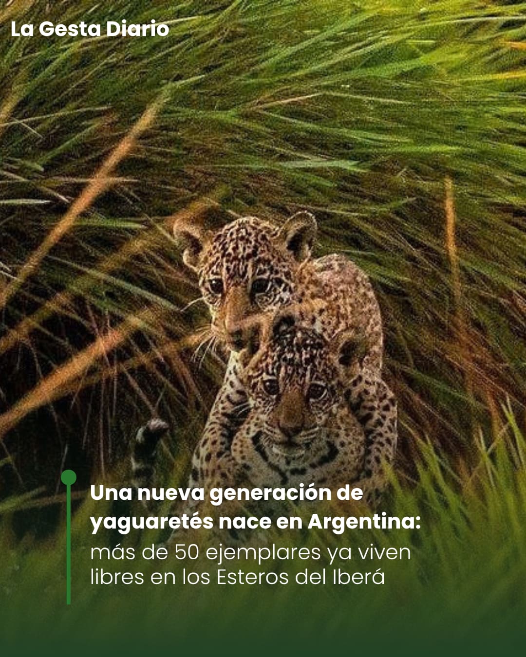 Una nueva generación de yaguaretés nace en Argentina:
