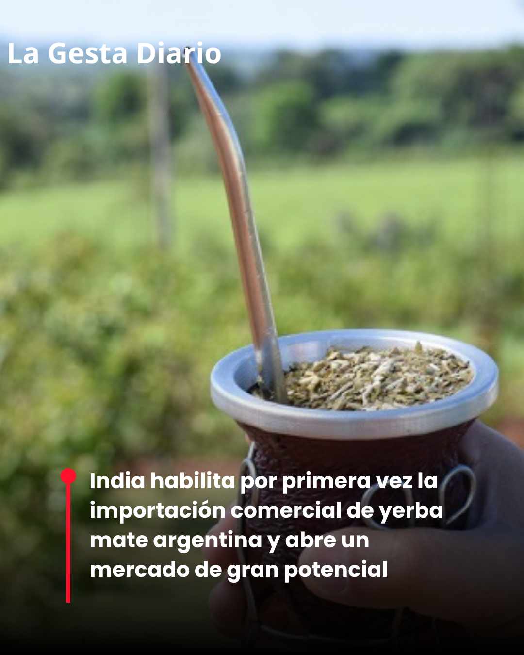 India habilita por primera vez la importación comercial de yerba mate argentina y abre un mercado de gran potencial